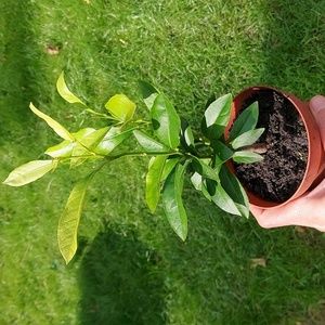 Organic Meyer Lemon Tree 7-8 inch high